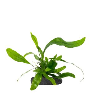 WIO FERNS PHYMATOSORUS DIVERSIFOLIUS sklep akwarystyczny śląsk