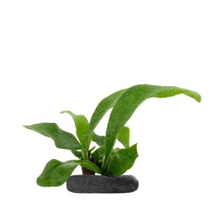 WIO FERNS PLATYCERIUM BIFURCATUM 'NETHERLANDS' sklep akwarystyczny śląsk