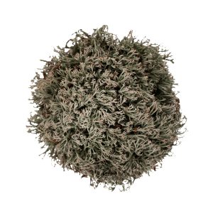 WIO MOSS CLADONIA RANGIFERINA sklep akwarystyczny śląsk