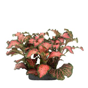 WIO TROPICAL FITTONIA VERSCHAFFELTII 'RED ANNE' sklep akwarystyczny śląsk