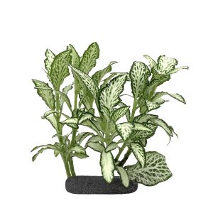 WIO TROPICAL FITTONIA VERSCHAFFELTII 'WHITE STAR' sklep akwarystyczny śląsk
