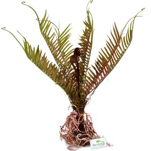 Terrario – Sztuczna roślina do terrarium - Paproć 40x14x41 cm sklep akwarystyczny śląsk