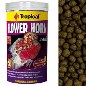 Tropical FLOWER HORN ADULT