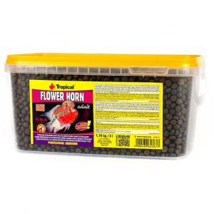 Tropical FLOWER HORN ADULT