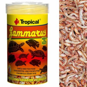 Tropical GAMMARUS