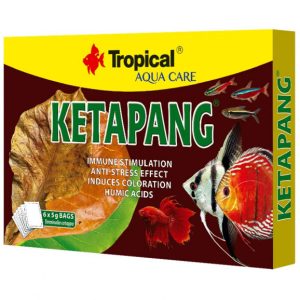 Tropical Ketapang