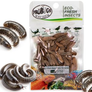 ProBugs Eco-Fresh Black Solider Fly Larvae 20g - świeże larwy muchy czarnej sklep akwarystyczny śląsk