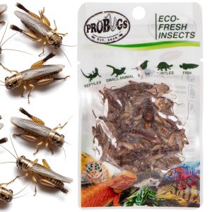 ProBugs Eco-Fresh Cricket 6g - świeże świerszcze sklep akwarystyczny śląsk