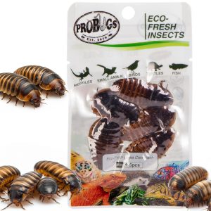 ProBugs Eco-Fresh Dubia Cockroach 5pcs - świeże karaczany argentyńskie sklep akwarystyczny śląsk