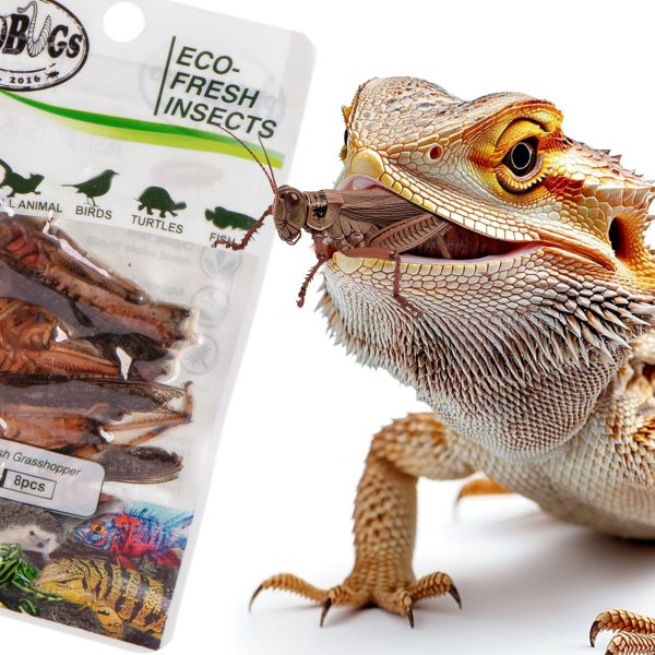 ProBugs Eco-Fresh Grasshopper 15 x 8pcs - świeże koniki polne 15 saszetek