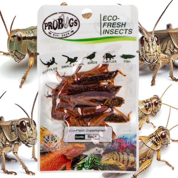 PROBUGS GRASSHOPPER DISPLAY BOX