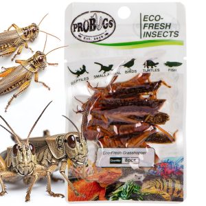 ProBugs Eco-Fresh Grasshopper 8pcs - świeże koniki polne sklep akwarystyczny śląsk
