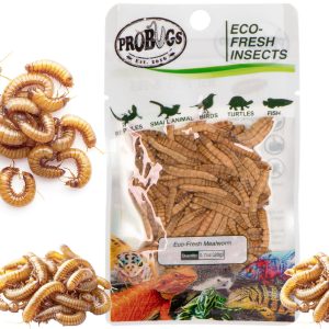 ProBugs Eco-Fresh Mealworm 20g - świeże larwy mącznika sklep akwarystyczny śląsk