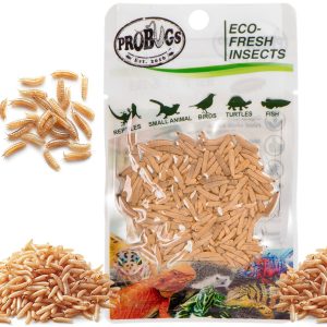 ProBugs Eco-Fresh Riceworm 15g - świeże larwy muchy sklep akwarystyczny śląsk