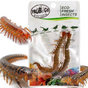ProBugs Eco-Fresh Scolopendra Centipede 2pcs - świeże skolopendry sklep akwarystyczny śląsk