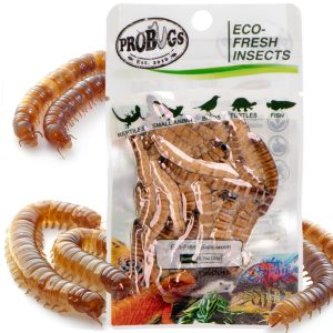 ProBugs Eco-Fresh Superworm 20g - świeże larwy drewnojada sklep akwarystyczny śląsk