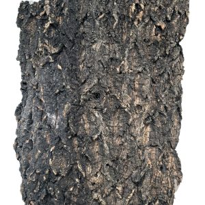 PROGROW CORK BARK 40-50CM 1KG sklep akwarystyczny śląsk