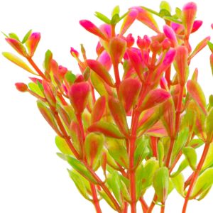 Kruger Meier Plant Fluo Pink - roślinka sztuczna sklep akwarystyczny śląsk